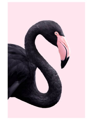 BLACKFLAMINGO